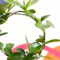 Wax Plant - Hoya australis - Sprouts of Bristol