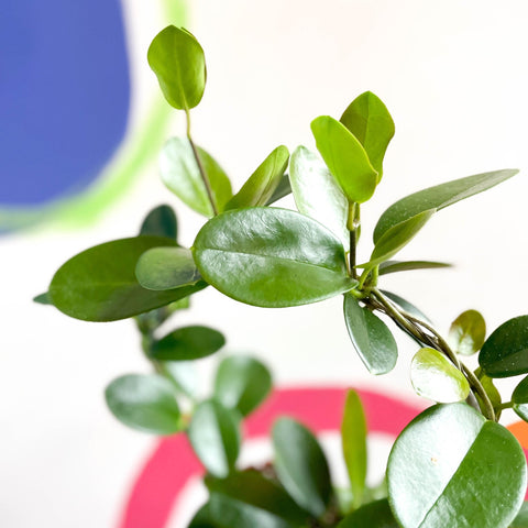 Wax Plant - Hoya australis - Sprouts of Bristol