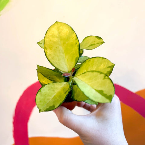 Wax Plant - Hoya australis 'Lisa' - Sprouts of Bristol