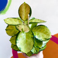 Wax Plant - Hoya australis 'Lisa' - Sprouts of Bristol