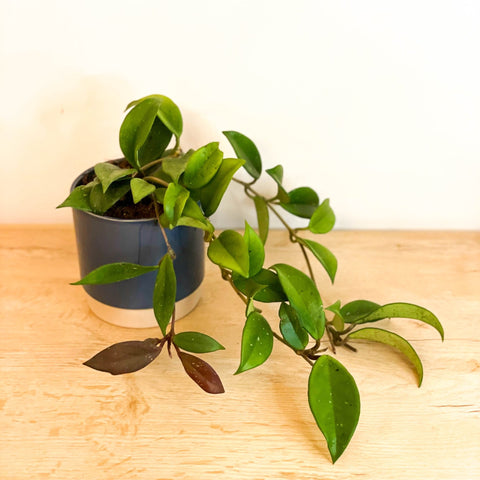Wax Plant - Hoya carnosa 'Dark Red' - Sprouts of Bristol