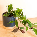 Wax Plant - Hoya carnosa 'Dark Red' - Sprouts of Bristol