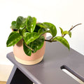 Wax Plant - Hoya carnosa 'Krinkle 8' - Sprouts of Bristol