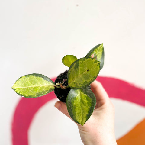 Wax Plant - Hoya carnosa variegata 'Tricolor' / 'Krimson Queen' - Sprouts of Bristol