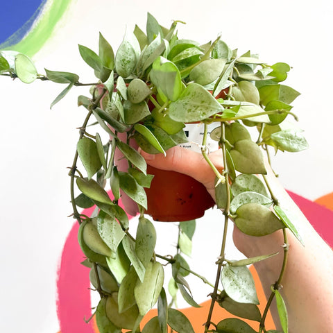 Wax Plant - Hoya krohniana 'Eskimo' - Sprouts of Bristol
