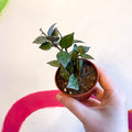 Wax Plant - Hoya krohniana 'Splash' - Sprouts of Bristol