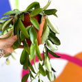 Wax Plant - Hoya rosita - Sprouts of Bristol