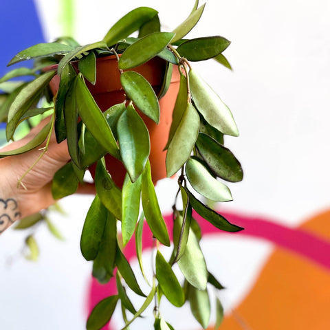 Wax Plant - Hoya rosita - Sprouts of Bristol
