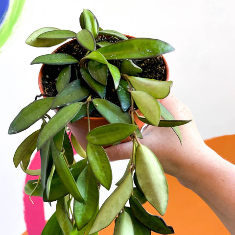 Wax Plant - Hoya rosita - Sprouts of Bristol