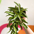 Wax Plant - Hoya wayetti - Sprouts of Bristol