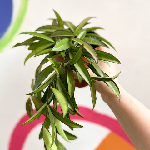 Wax Plant - Hoya wayetti - Sprouts of Bristol