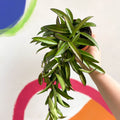 Wax Plant - Hoya wayetti - Sprouts of Bristol