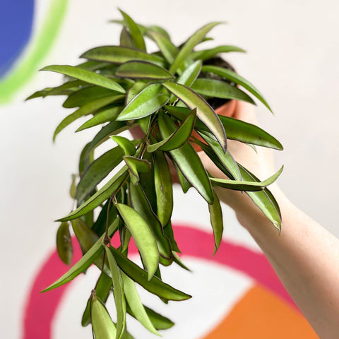 Wax Plant - Hoya wayetti - Sprouts of Bristol