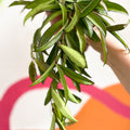 Wax Plant - Hoya wayetti - Sprouts of Bristol
