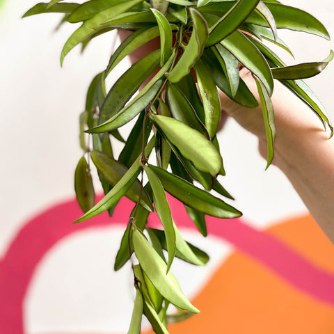 Wax Plant - Hoya wayetti - Sprouts of Bristol