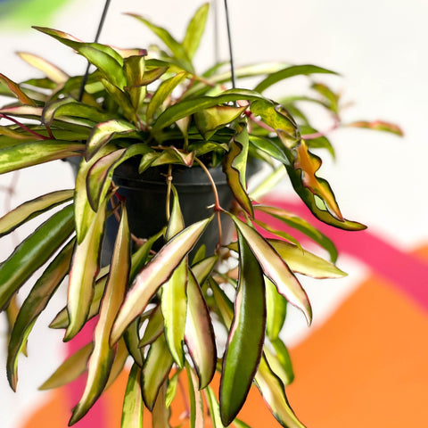 Wax Plant - Hoya wayetti 'Tricolor' - Sprouts of Bristol