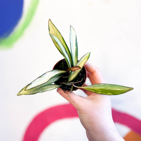 Wax Plant - Hoya wayetti 'Tricolor' - Sprouts of Bristol