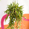 Wax Plant - Hoya wayetti 'Tricolor' - Sprouts of Bristol