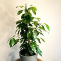 Weeping Fig - Ficus benjamina - Sprouts of Bristol
