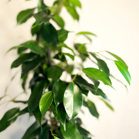 Weeping Fig - Ficus benjamina - Sprouts of Bristol