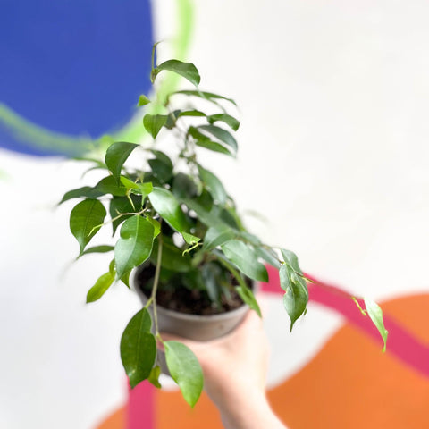 Weeping Fig - Ficus benjamina 'Exotica'- British Grown - Sprouts of Bristol