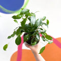 Weeping Fig - Ficus benjamina 'Exotica'- British Grown - Sprouts of Bristol
