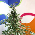Weeping Fig - Ficus benjamina 'Twilight' - Sprouts of Bristol