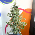 Weeping Fig - Ficus benjamina 'Twilight' - Sprouts of Bristol