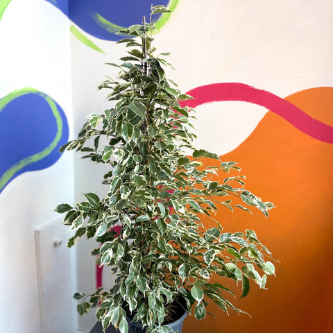 Weeping Fig - Ficus benjamina 'Twilight' - Sprouts of Bristol