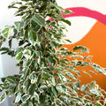 Weeping Fig - Ficus benjamina 'Twilight' - Sprouts of Bristol