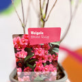 Weigela 'Bristol Ruby' - Deciduous Shrub - Sprouts of Bristol