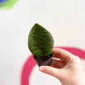 Whale Fin Snake Plant - Sansevieria masoniana 'Victoria' - Sprouts of Bristol