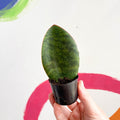 Whale Fin Snake Plant - Sansevieria masoniana 'Victoria' - Sprouts of Bristol
