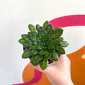 Whirlpool Plant - Petrocosmea cryptica - Welsh Grown - Sprouts of Bristol