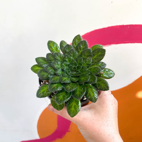 Whirlpool Plant - Petrocosmea cryptica - Welsh Grown - Sprouts of Bristol