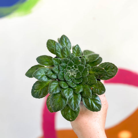 Whirlpool Plant - Petrocosmea cryptica 'Whirlpool' x sericea - Welsh Grown - Sprouts of Bristol