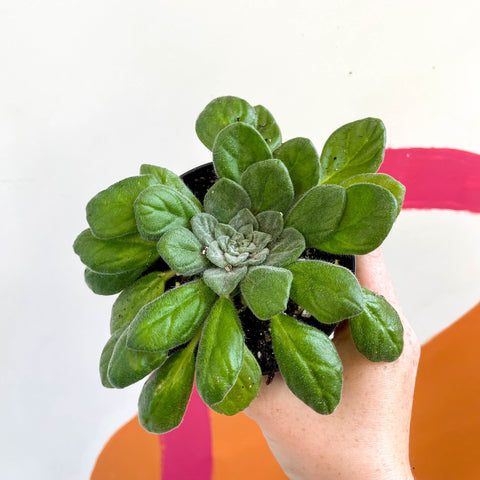 Whirlpool Plant - Petrocosmea flaccida - Welsh Grown - Sprouts of Bristol