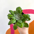 Whirlpool Plant - Petrocosmea flaccida - Welsh Grown - Sprouts of Bristol