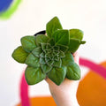 Whirlpool Plant - Petrocosmea 'Fluffer Nutter' - Welsh Grown - Sprouts of Bristol