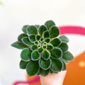 Whirlpool Plant - Petrocosmea iodioides - Welsh Grown - Sprouts of Bristol
