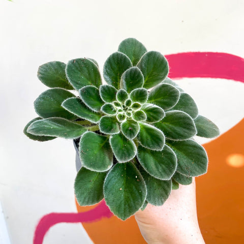 Whirlpool Plant - Petrocosmea iodioides - Welsh Grown - Sprouts of Bristol