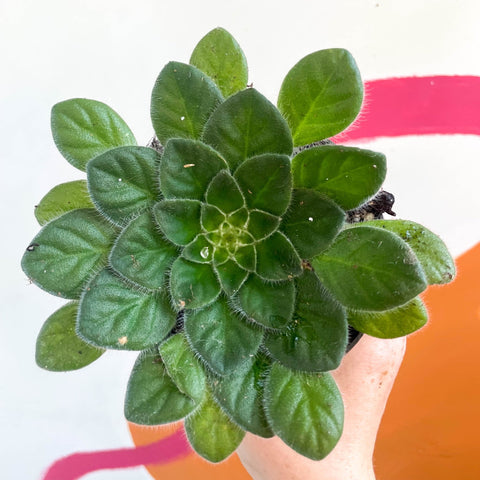 Whirlpool Plant - Petrocosmea 'Keystone's Angora' - Welsh Grown - Sprouts of Bristol
