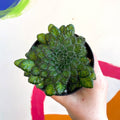 Whirlpool Plant - Petrocosmea 'Keystone's Bantam' - Welsh Grown - Sprouts of Bristol