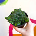 Whirlpool Plant - Petrocosmea 'Keystone's Bantam' - Welsh Grown - Sprouts of Bristol