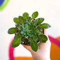 Whirlpool Plant - Petrocosmea 'Keystone's Harvest Moon' - Welsh Grown - Sprouts of Bristol