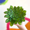 Whirlpool Plant - Petrocosmea 'Keystone's Lafayette' - Welsh Grown - Sprouts of Bristol
