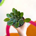 Whirlpool Plant - Petrocosmea longianthera / coerulea - Welsh Grown - Sprouts of Bristol
