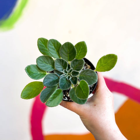Whirlpool Plant - Petrocosmea longianthera / coerulea - Welsh Grown - Sprouts of Bristol