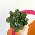 Whirlpool Plant - Petrocosmea 'Moro de Moso' - Welsh Grown - Sprouts of Bristol