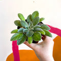 Whirlpool Plant - Petrocosmea species TT27 - Welsh Grown - Sprouts of Bristol